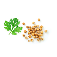 Coriander