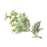 Cypress