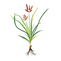 Cypriol Root