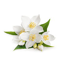 Jasmine