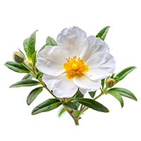 Labdanum