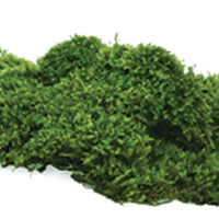 Moss