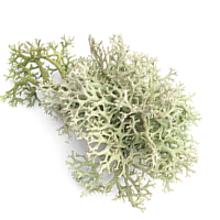 Oakmoss