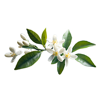 Orange Blossom