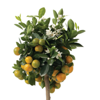 Orange Tree