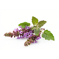 Patchouli