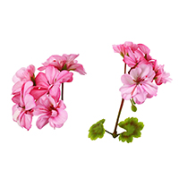 Pink Geranium