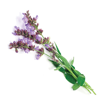 Salvia