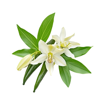 Vanilla