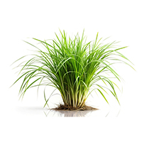 Vetiver