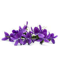 Violeta