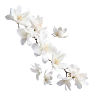 White Flowers