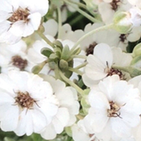 White Geranium