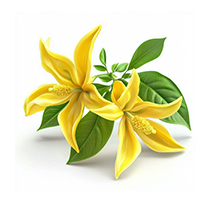 Ylang